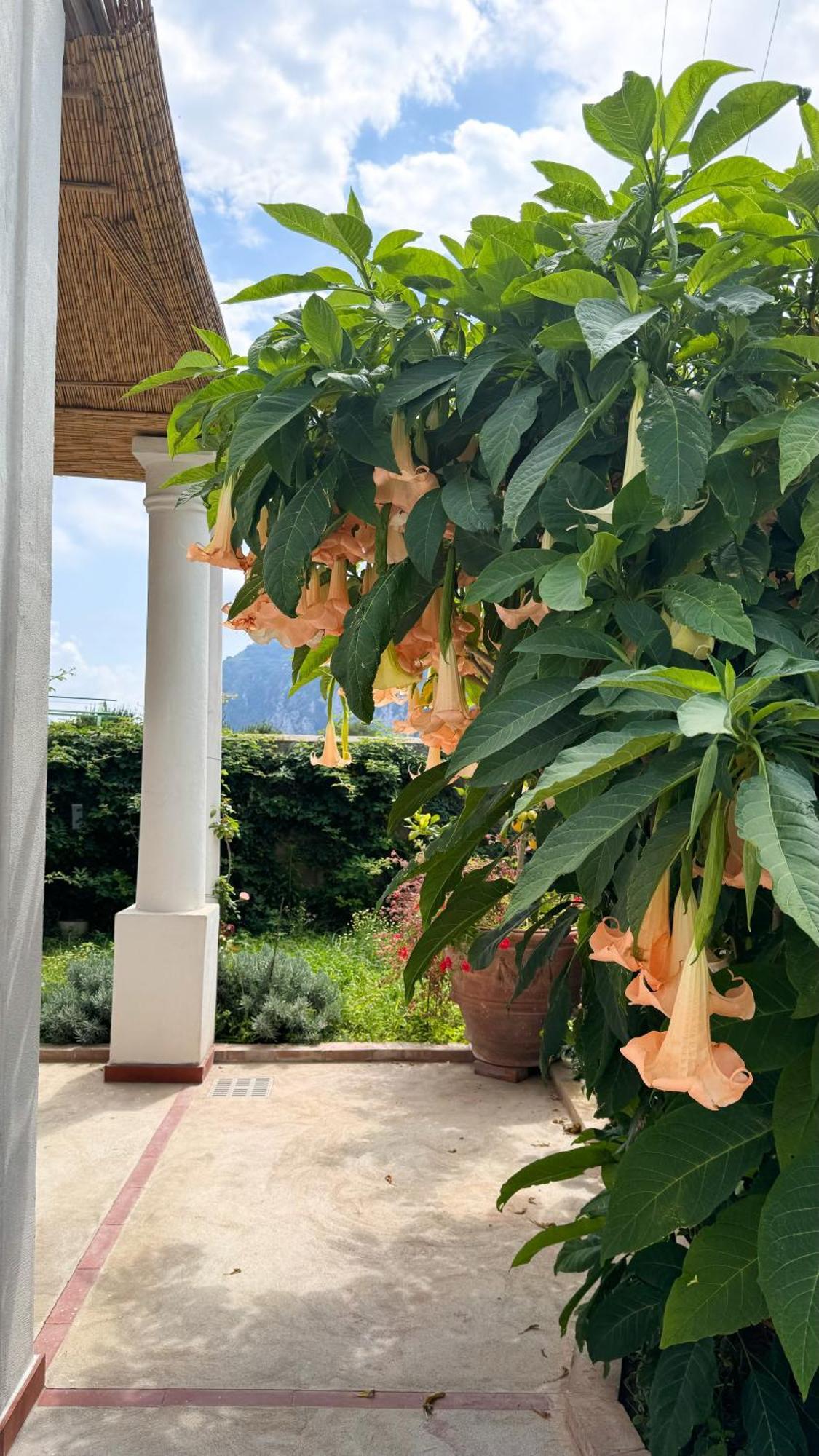 Il Cigno B&B Capri Exterior foto